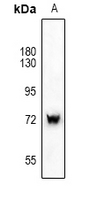 SYK Antibody - Western blot analysis of SYK expression in CT26 (A) whole cell lysates.