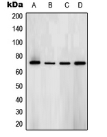 SYK Antibody - Western blot analysis of SYK (pY323) expression in BJAB (A); Ramos (B); NAMALWA (C); Raw264.7 (D) whole cell lysates.