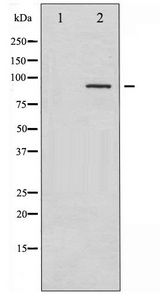 SYK Antibody - Western blot of SYK phosphorylation expression in HT29 whole cell lysates,The lane on the left is treated with the antigen-specific peptide.