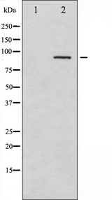 SYK Antibody - Western blot analysis of SYK phosphorylation expression in HT29 whole cells lysates. The lane on the left is treated with the antigen-specific peptide.