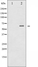 SYK Antibody - Western blot analysis of SYK phosphorylation expression in EGF treated COS7 whole cells lysates. The lane on the left is treated with the antigen-specific peptide.