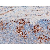 SYK Antibody - 1:200 staining mouse spleen tissue by IHC-P. The tissue was formaldehyde fixed and a heat mediated antigen retrieval step in citrate buffer was performed. The tissue was then blocked and incubated with the antibody for 1.5 hours at 22°C. An HRP conjugated goat anti-rabbit antibody was used as the secondary.
