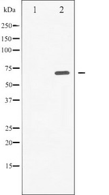 SYK Antibody - Western blot analysis of SYK phosphorylation expression in A549 whole cells lysates. The lane on the left is treated with the antigen-specific peptide.