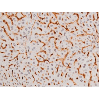 SYK Antibody - 1:200 staining mouse liver tissue by IHC-P. The tissue was formaldehyde fixed and a heat mediated antigen retrieval step in citrate buffer was performed. The tissue was then blocked and incubated with the antibody for 1.5 hours at 22°C. An HRP conjugated goat anti-rabbit antibody was used as the secondary.