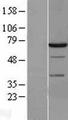 SYK Protein - Western validation with an anti-DDK antibody * L: Control HEK293 lysate R: Over-expression lysate