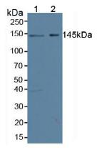 SYMPK / Symplekin Antibody - Western Blot; Sample: Lane1: Human Hela Cells; Lane2: Human 293T Cells.