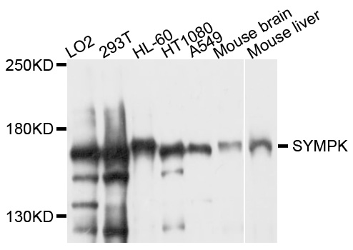 SYMPK / Symplekin Antibody - Western blot analysis of extract of various cells.