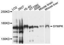 SYMPK / Symplekin Antibody - Western blot analysis of extract of various cells.