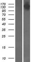 SYMPK / Symplekin Protein - Western validation with an anti-DDK antibody * L: Control HEK293 lysate R: Over-expression lysate