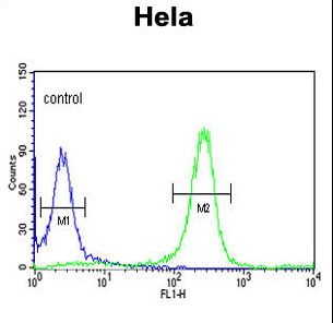 SYN / FYN Antibody - FYN Antibody flow cytometry of HeLa cells (right histogram) compared to a negative control cell (left histogram). FITC-conjugated goat-anti-rabbit secondary antibodies were used for the analysis.