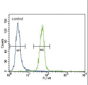 SYN / FYN Antibody - FYN Antibody flow cytometry of HeLa cells (right histogram) compared to a negative control cell (left histogram). FITC-conjugated goat-anti-rabbit secondary antibodies were used for the analysis.