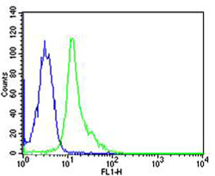 SYN / FYN Antibody - Flow cytometric of HeLa cells with FYN (green) compared to an isotype control of mouse IgG1 (blue). Antibody was diluted at 1:25 dilution. An Alexa Fluor 488 goat anti-mouse lgG at 1:400 dilution was used as the secondary antibody.