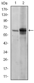 SYN / FYN Antibody - Western blot using FYN mouse monoclonal antibody against NIH/3T3 (1) and HeLa (2) cell lysate.