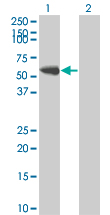 SYN / FYN Antibody - Western Blot analysis of FYN expression in transfected 293T cell line by FYN monoclonal antibody (M01), clone 3G11-F9.Lane 1: FYN transfected lysate(55.43 KDa).Lane 2: Non-transfected lysate.