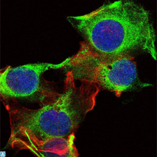 SYN / FYN Antibody - Immunofluorescence (IF) analysis of U251 cells using Fyn Monoclonal Antibody (green). Blue: DRAQ5 fluorescent DNA dye. Red: Actin filaments have been labeled with Alexa Fluor-555 phalloidin.