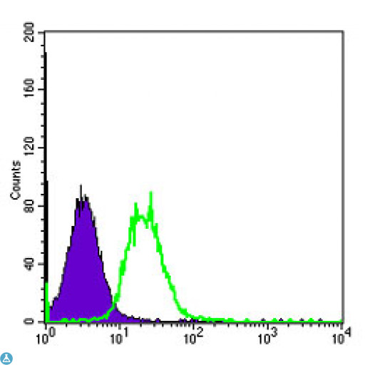 SYN / FYN Antibody - Flow cytometric (FCM) analysis of HeLa cells using Fyn Monoclonal Antibody (green) and negative control (purple).