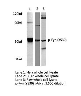 SYN / FYN Antibody - Western blot of p-Fyn (Y530) pAb in extracts from HeLa, PC12 and Raw264.7 cells.