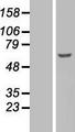 SYN / FYN Protein - Western validation with an anti-DDK antibody * L: Control HEK293 lysate R: Over-expression lysate