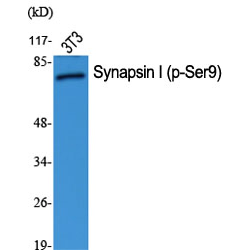 SYN1 / Synapsin 1 Antibody - Western blot of Phospho-Synapsin I (S9) antibody