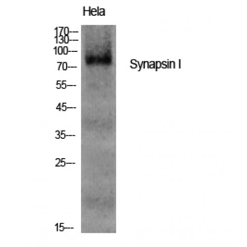 SYN1 / Synapsin 1 Antibody - Western blot of Synapsin I antibody