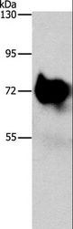 SYN1 / Synapsin 1 Antibody - Western blot analysis of Mouse brain tissue, using SYN1 Polyclonal Antibody at dilution of 1:750.