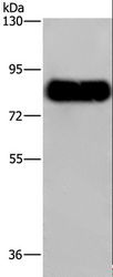 SYN1 / Synapsin 1 Antibody - Western blot analysis of Mouse brain tissue, using SYN1 Polyclonal Antibody at dilution of 1:650.