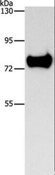 SYN1 / Synapsin 1 Antibody - Western blot analysis of Mouse brain tissue, using SYN1 Polyclonal Antibody at dilution of 1:900.