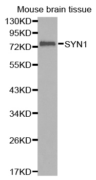 SYN1 / Synapsin 1 Antibody - Western blot analysis of extracts of Mouse brain tissue.
