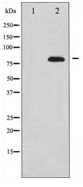 SYN1 / Synapsin 1 Antibody - Western blot of Synapsin expression in PMA treated 293 whole cell lysates,The lane on the left is treated with the antigen-specific peptide.