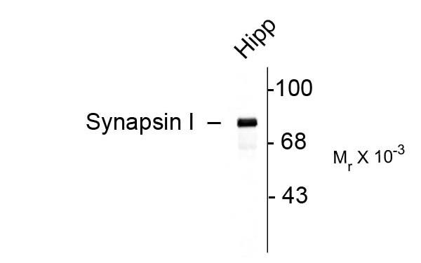 SYN1 / Synapsin 1 Antibody - Western blot of rat hippocampal (Hipp) lysate showing specific immunolabeling of the ~78k synapsin I doublet protein.