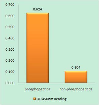 SYN1 / Synapsin 1 Antibody - Synapsin1 (Phospho-Ser605) antibody reacts with epitope-specific phosphopeptide and corresponding non-phosphopeptide. The absorbance readings at 450 nM are shown in the ELISA figure.