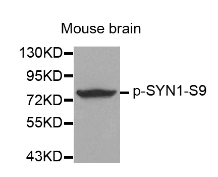 SYN1 / Synapsin 1 Antibody - Western blot analysis of extracts from Mouse Brain tissue.