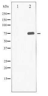 SYN1 / Synapsin 1 Antibody - Western blot of Synapsin phosphorylation expression in PMA treated 293 whole cell lysates,The lane on the left is treated with the antigen-specific peptide.