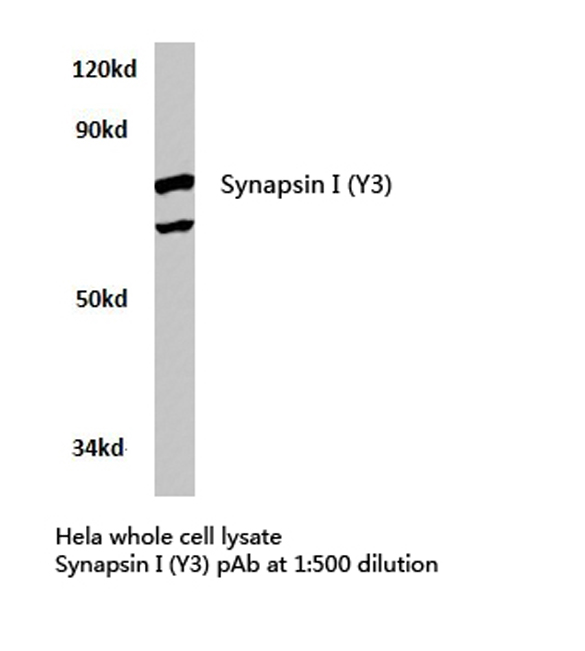 SYN1 / Synapsin 1 Antibody - Western blot of Synapsin I (Y3) pAb in extracts from HeLa cells.