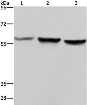 SYN2 / Synapsin II Antibody - Western blot analysis of HeLa, A375 and LoVo cell, using SYN2 Polyclonal Antibody at dilution of 1:1400.