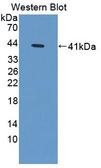 SYN2 / Synapsin II Antibody - Western Blot; Sample: Recombinant protein.