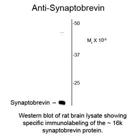 Synaptobrevin / VAMP Antibody