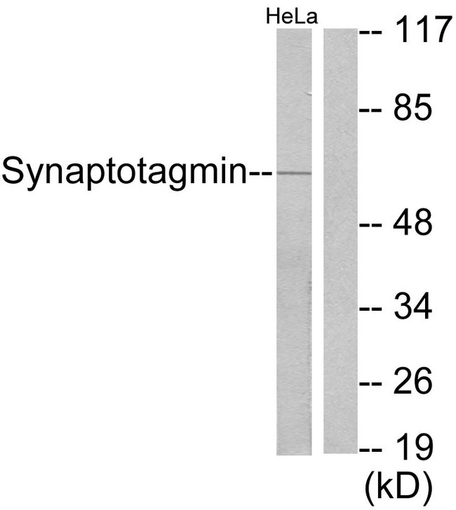 Synaptotagmin Antibody - Western blot analysis of lysates from HeLa cells, using Synaptotagmin Antibody. The lane on the right is blocked with the synthesized peptide.