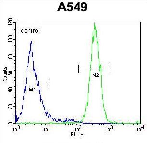 SYNC / SYNCOILIN Antibody - SYNCI Antibody flow cytometry of A549 cells (right histogram) compared to a negative control cell (left histogram). FITC-conjugated goat-anti-rabbit secondary antibodies were used for the analysis.