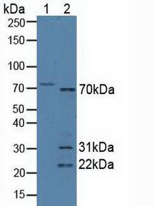 SYNC / SYNCOILIN Antibody - Western Blot; Sample: Lane1: Human Hela Cells; Lane2: Mouse Heart Tissue.