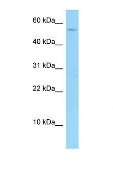 SYNC / SYNCOILIN Antibody - SYNC antibody Western blot of U937 Cell lysate. Antibody concentration 1 ug/ml.  This image was taken for the unconjugated form of this product. Other forms have not been tested.