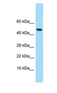 SYNC / SYNCOILIN Antibody - SYNC / SYNCOILIN antibody Western Blot of Fetal Heart. Antibody dilution: 1 ug/ml.  This image was taken for the unconjugated form of this product. Other forms have not been tested.