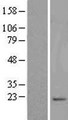 SYNC / SYNCOILIN Protein - Western validation with an anti-DDK antibody * L: Control HEK293 lysate R: Over-expression lysate