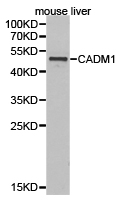 SYNCAM / CADM1 Antibody - Western blot of extracts of mouse liver cell lines, using CADM1 antibody.