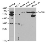 SYNCAM / CADM1 Antibody - Western blot analysis of extracts of various cell lines, using CADM1 antibody.