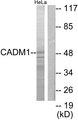 SYNCAM / CADM1 Antibody - Western blot analysis of extracts from HeLa cells, using CADM1 antibody.