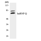 SYNCRIP / HnRNP Q Antibody - Western blot analysis of the lysates from HT-29 cells using hnRNP Q antibody.