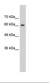 SYNCRIP / HnRNP Q Antibody - HepG2 Cell Lysate.  This image was taken for the unconjugated form of this product. Other forms have not been tested.