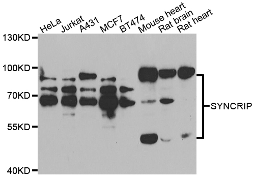 SYNCRIP / HnRNP Q Antibody - Western blot analysis of extracts of various cell lines.