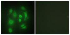 SYNCRIP / HnRNP Q Antibody - Peptide - + Immunofluorescence analysis of HepG2 cells, using hnRNP Q antibody.